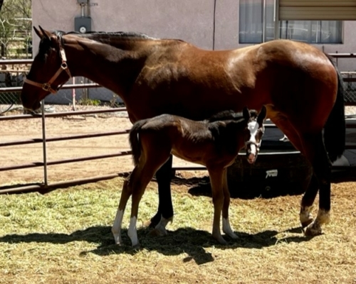 2022 colt by Awesome Indian out of I’m A Legend