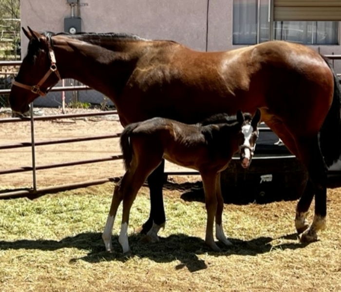 2022 colt by Awesome Indian out of I’m A Legend