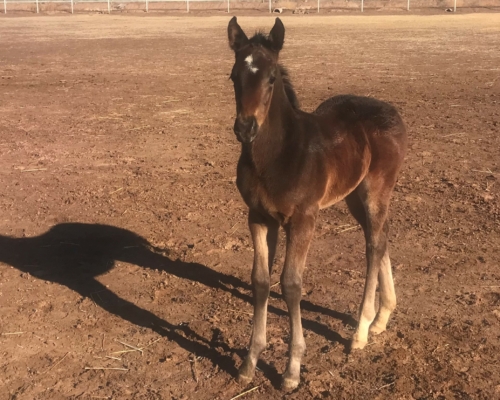 2022 colt by Awesome Indian out of Let Her Dance