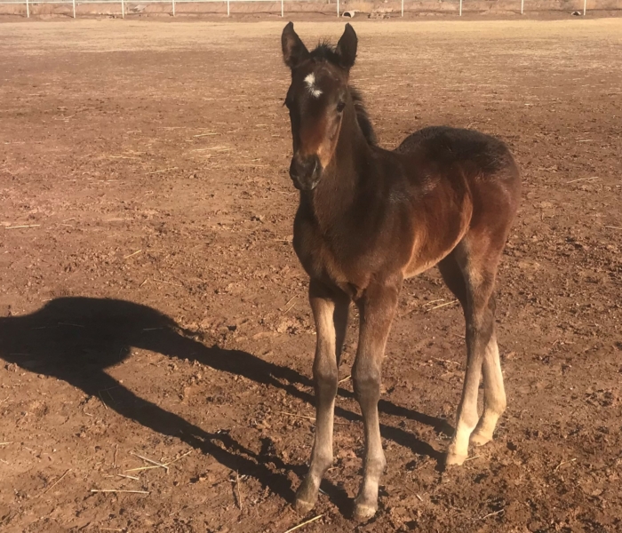 2022 colt by Awesome Indian out of Let Her Dance