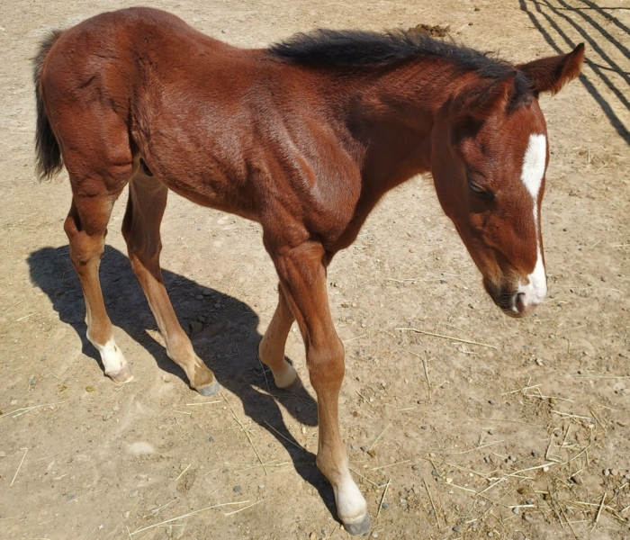2022 colt by Hesinfront out of Point Getter