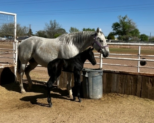 2022 filly Awesome Indian – Silver Jonesy2