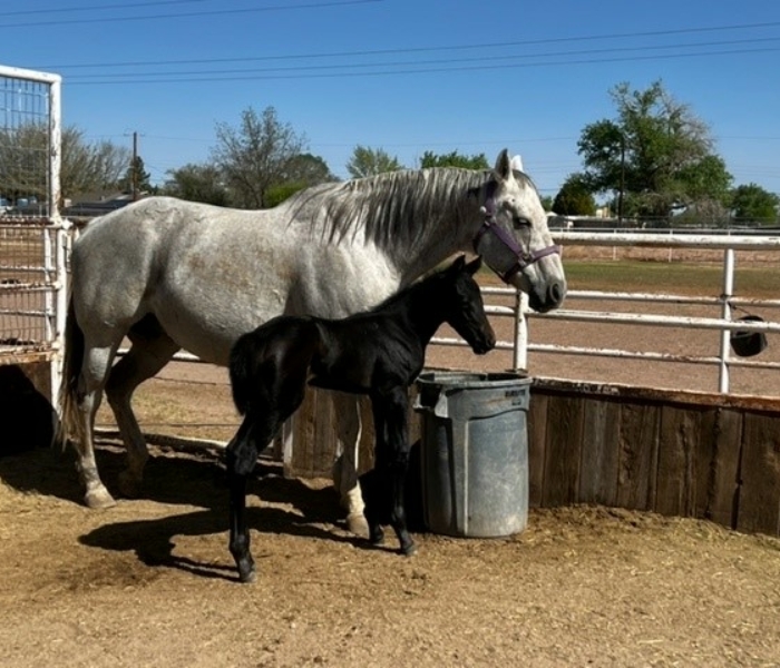 2022 filly Awesome Indian – Silver Jonesy2