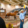 Deadline for consignments to NM Bred Yearling Sale is May 2, 2022!