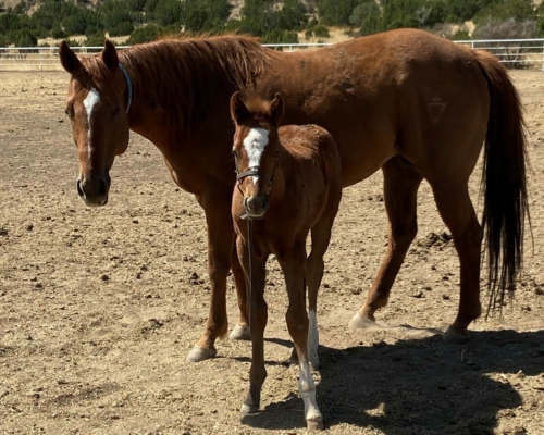 2022 Colt by Suspicious Interest out of Lovely Lily Rose