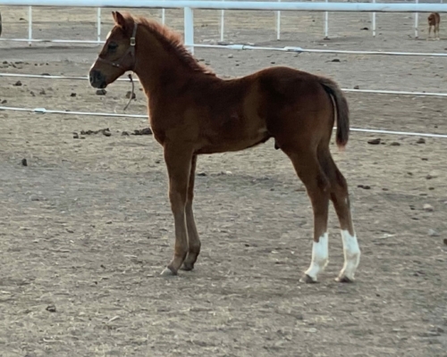 2022 Colt by Suspicious Interest out of Significant Runner