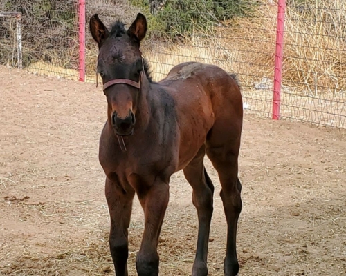 2022 Filly by Runaway Ghost out of Chasenthisdream