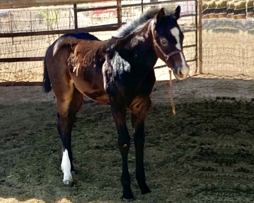 2022 Filly by Suspicious Interest out of Panther Not A Kitty3
