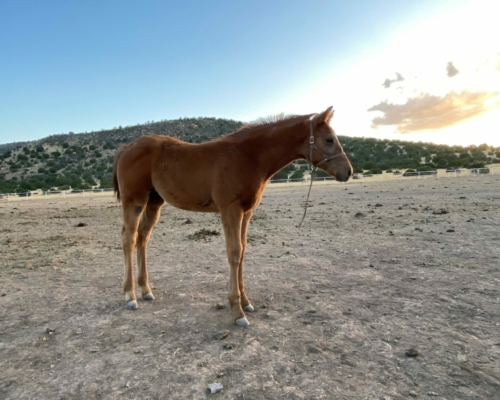 2022 Filly by Suspicious Interest out of The Perfect Eagle