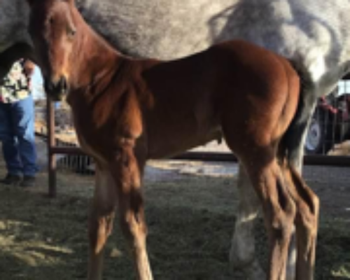2022 colt by We Miss Artie out of Babes Cylver Slew. Owned by Clifford Graham