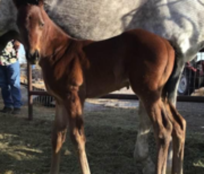 2022 colt by We Miss Artie out of Babes Cylver Slew. Owned by Clifford Graham