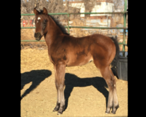 2022 filly by Don Chuy C out of Thumpers Angel. Owned by Clifford Graham2
