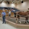 2023 NM Bred Yearling Sale