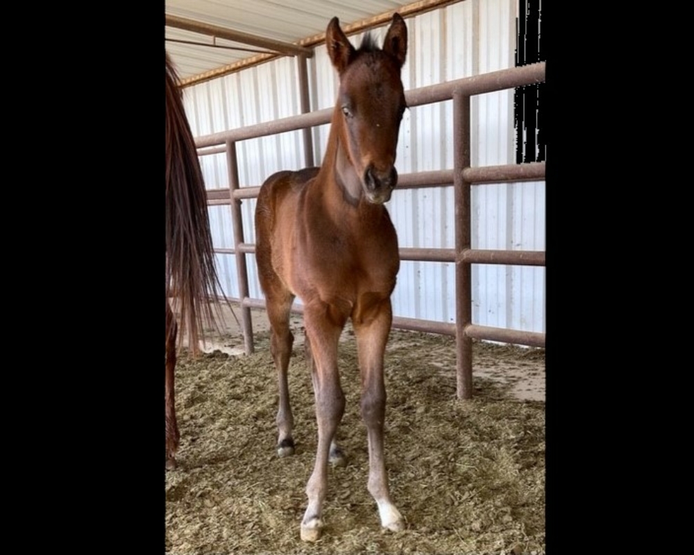 2023 colt Comfort – Empressive Humor owner Dilly Dally Racing