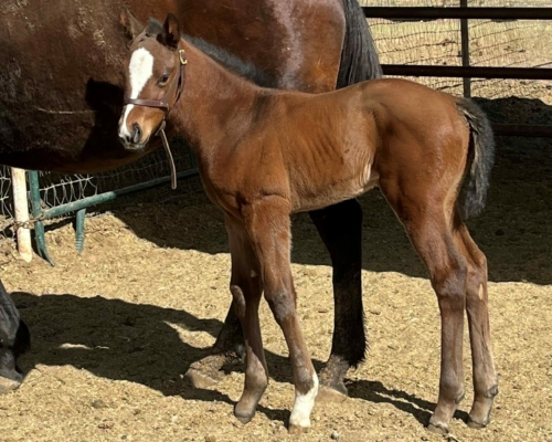 2023 filly by Runaway Ghost – Chasenthisdream – owners Bryan and Megan Petty (2)