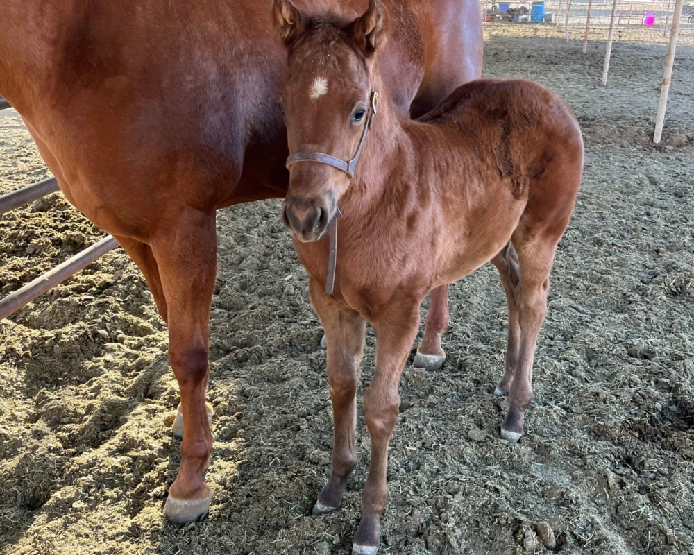 2023 filly suspicious interest the perfect eagle LFM