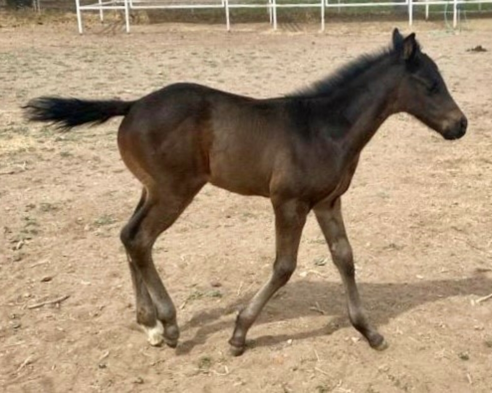 2023 filly by Runaway Ghost – Silver Dome – owner Steven McGovern2