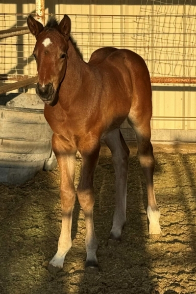 2024 Colt by Artful Run- Sassy Silk Pets -owners Glen Berry3