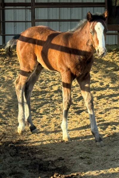 2024 Colt by Runaway Ghost -Kiss For Mom -owner S and G Racing3