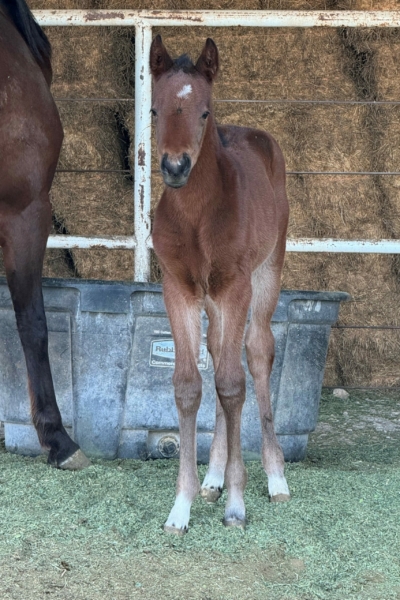 2024 Filly by Rule by Night -Scavenger Hunt -owner Susie Prather