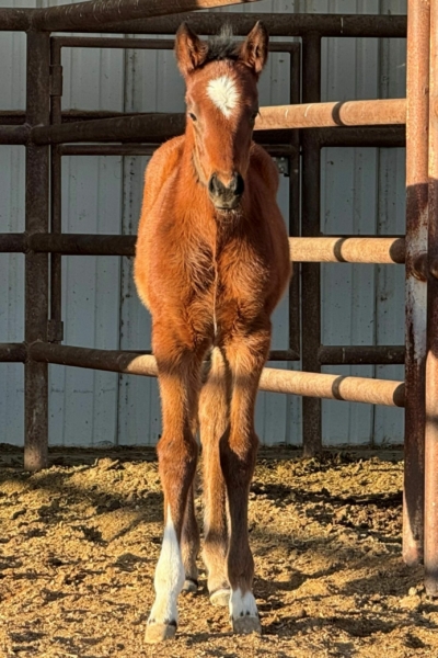 2024 filly by Marking-Plenty of Joy – owner S and G Racing3