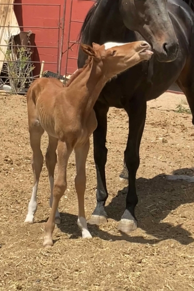 2024 Filly by Embrace The Storm – Flying Pretty – owner Rex & Ranae Williams