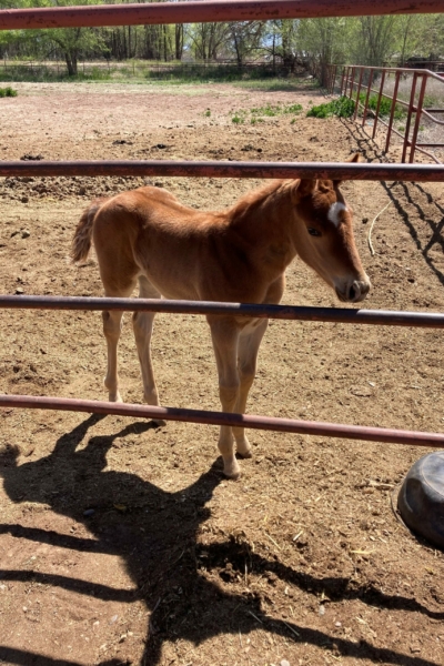 2024 filly by Spinning Touch – End Zone Embrace – owner William Fischer