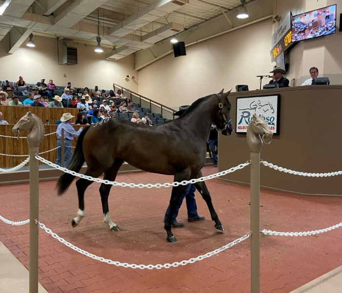 Hip#340 EYE AM YOURS $170,000