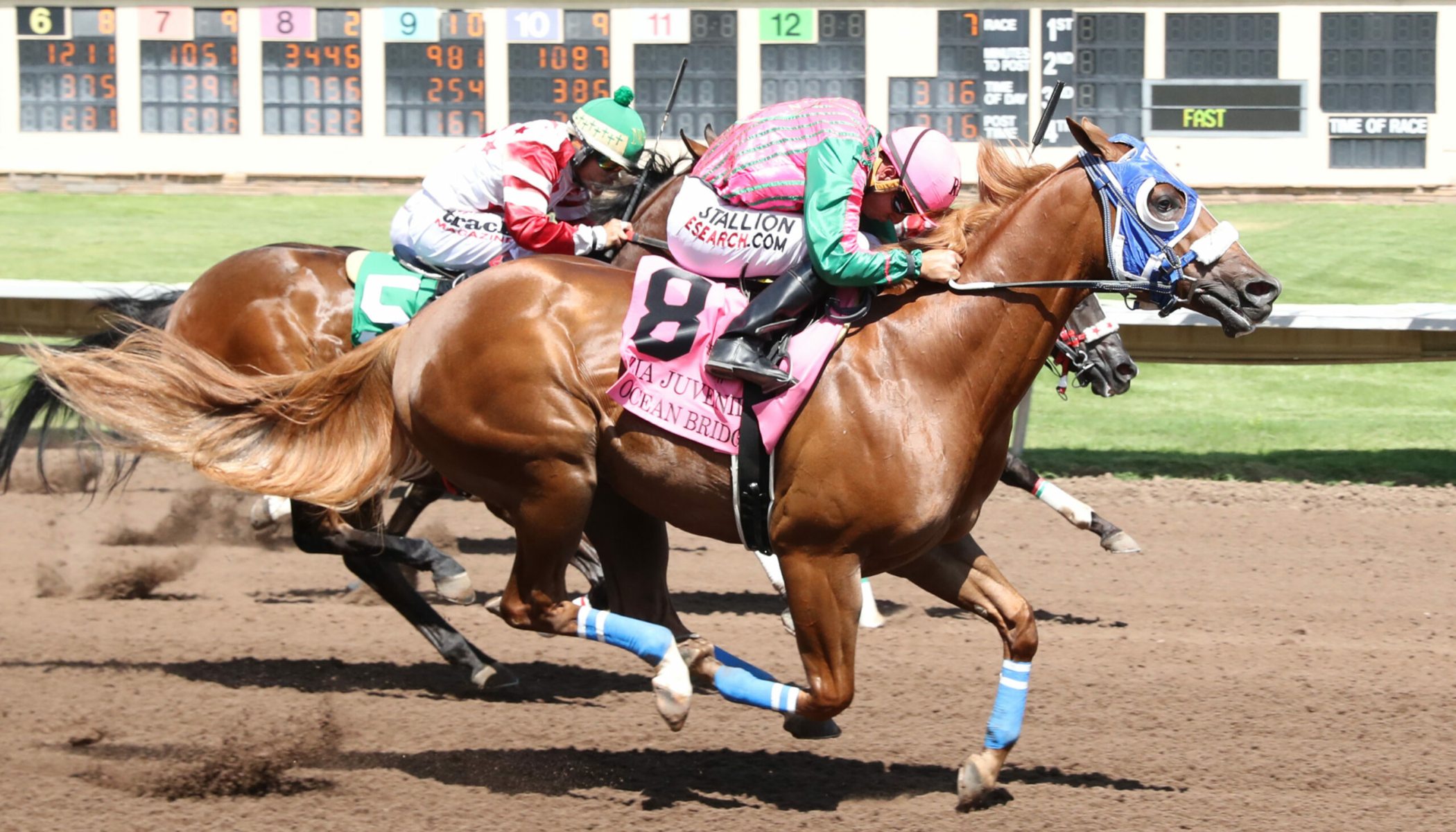 OCEAN BRIDGE – Zia Quarter Horse Juvenile – 07-28-24 – R07 – The Downs at Albuquerque – Finish 2