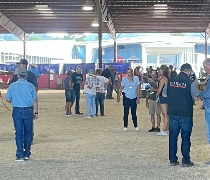 horse and crowd before sale