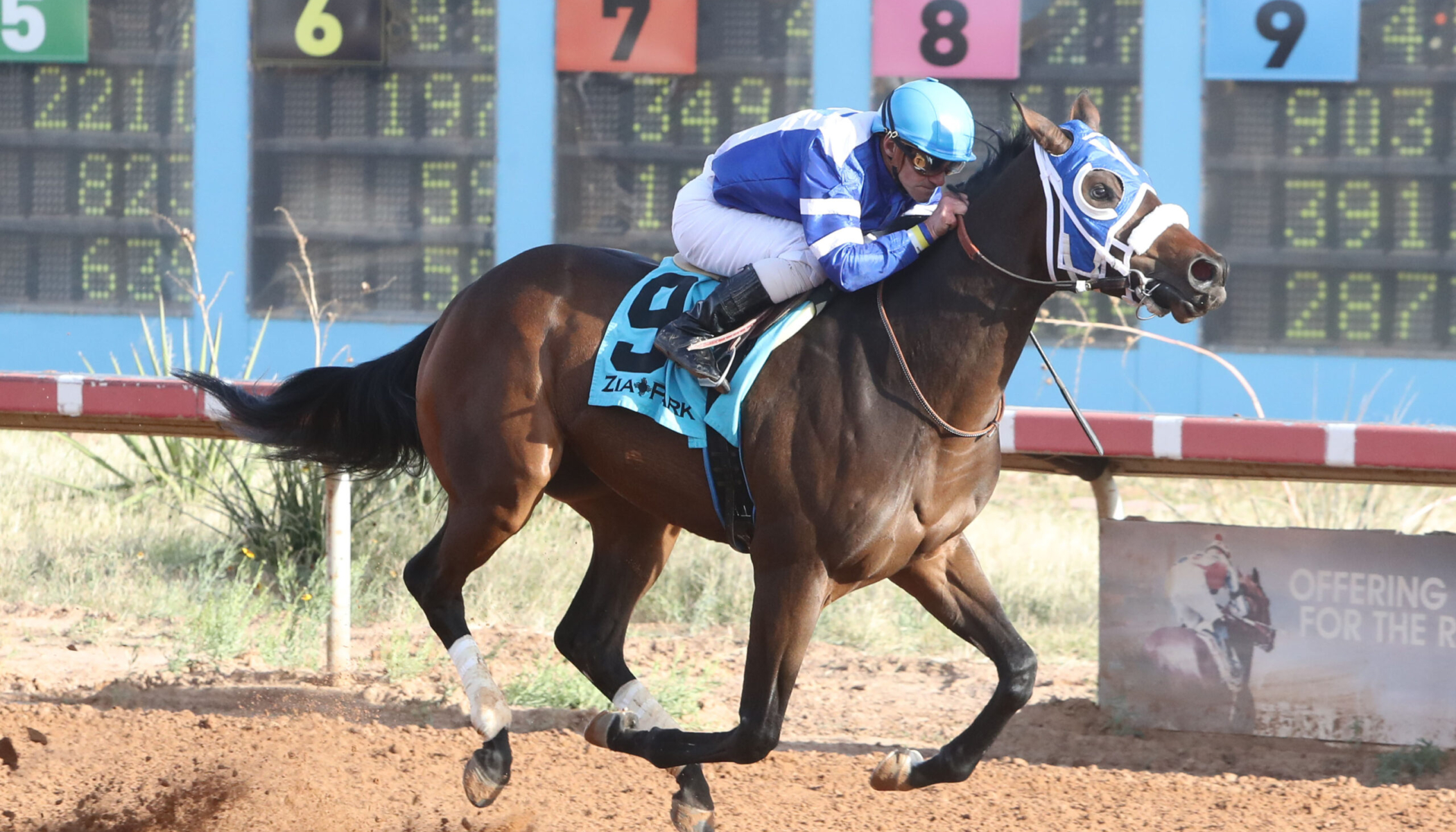 HOLY HANK – New Mexico Classic Juvenile Stakes – 11-25-24 – R07 – Zia Park – Finish