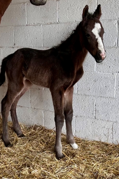 2025 1 day old Minecraft x Vancouver Moon colt owned by Dosi or Norma Alvarez