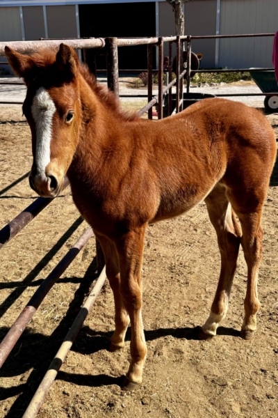 2025 9 day old colt by Minecraft x Mitey Keymeera – owner Debra Laney