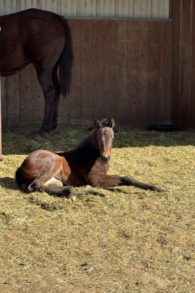 2025 Filly by Tradfest out of shesonfireforyou