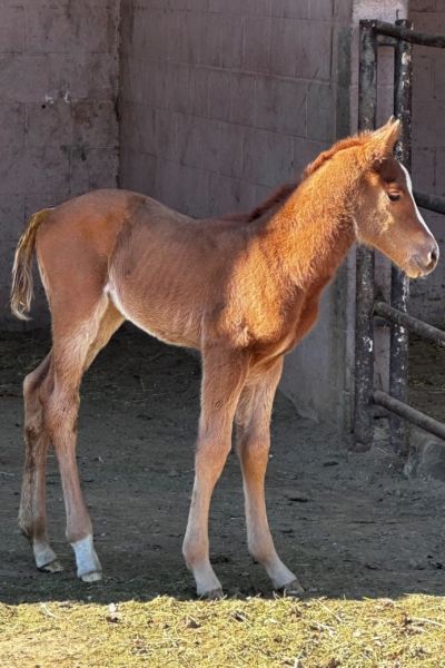 2025 Minecraft filly out of Eagles Flash owned by Dosi or Norma Alvarez 2days old