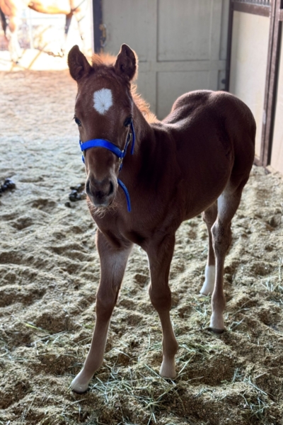 2025 colt by Eye Am King out of Lokomotion – owner Buck Way Ranch LLC