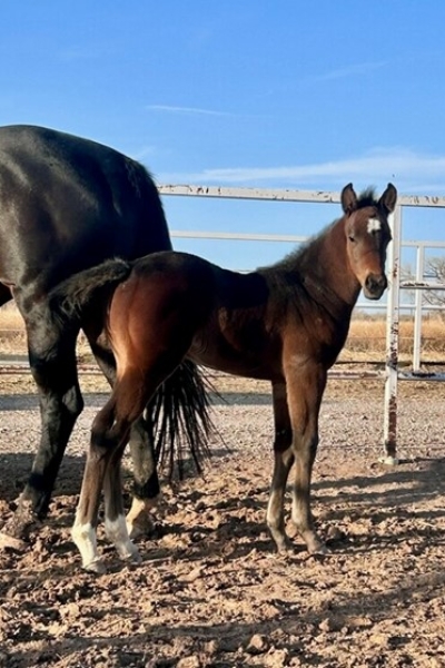 2025 3 week old Filly by Big Daddy Cartel out of Feature Ms Jessy owner Robin Rush