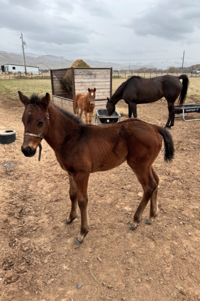 2025 colt By Runaway Ghost out of Fight To Glory owner Buck Way Ranch